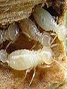 【怎么消灭大水蚁 如何消除水蚁大水蚁 白蚁】莆田市白蚁防治站